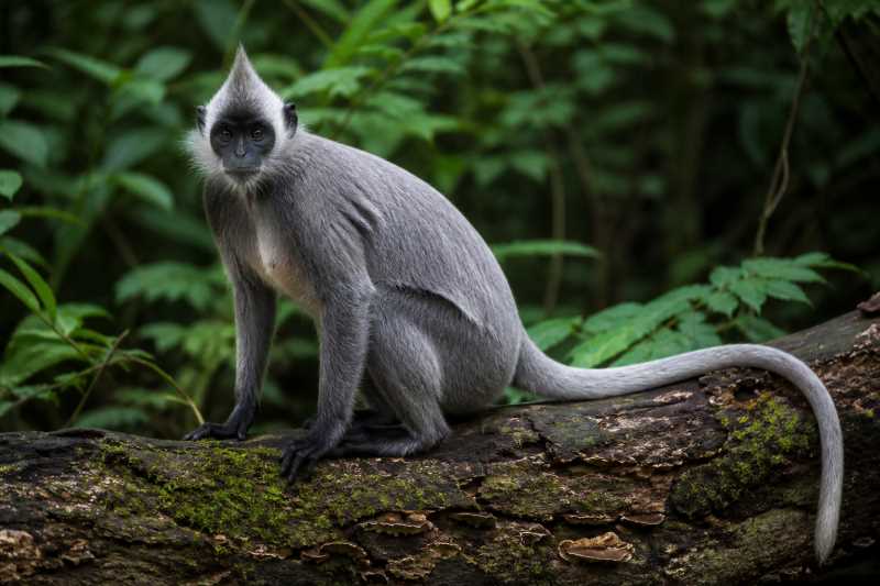 Image of a Sunda Silvery Langur in its natural habitat