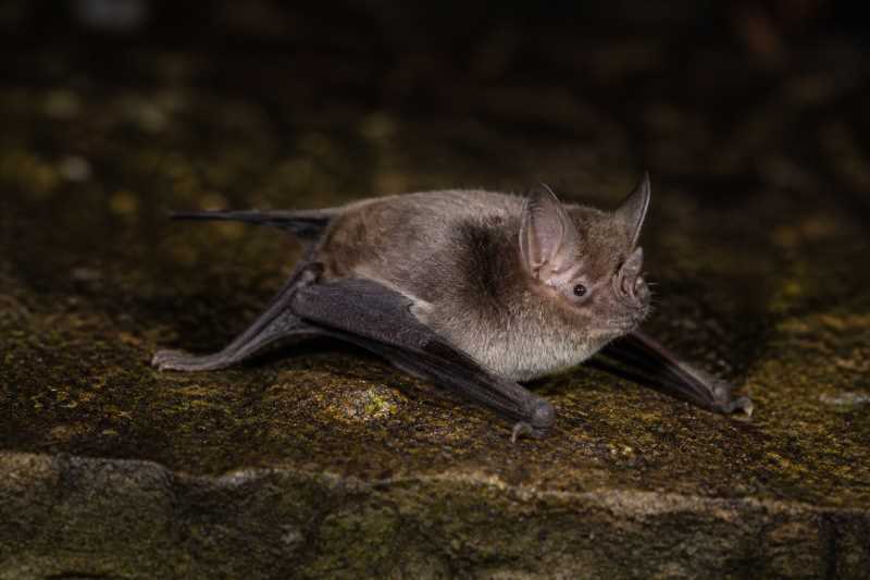 Image of a Surat Helmeted Bat in its natural habitat