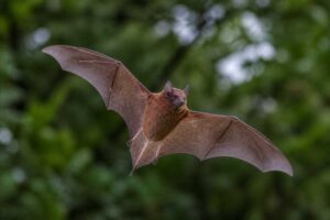 Image of a Tacarcunan Bat in its natural habitat