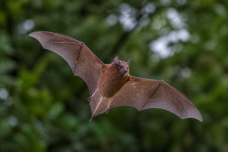 Image of a Tacarcunan Bat in its natural habitat