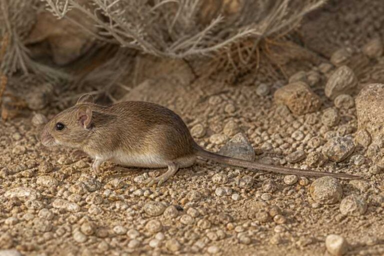 Image of a Taczanowski's Oldfield Mouse in its natural habitat