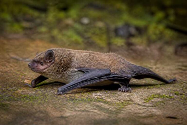 Image of a Taddei's Serotine in its natural habitat