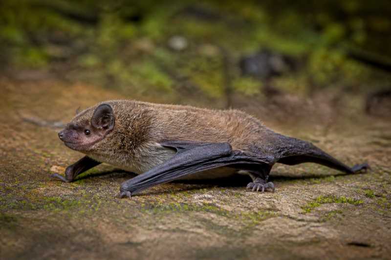 Image of a Taddei's Serotine in its natural habitat