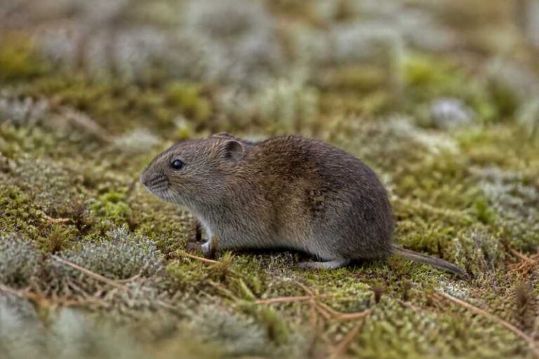 Image of a Taiga Vole in its natural habitat