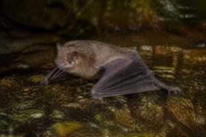Image of a Taiwan Broad-muzzled Bat in its natural habitat