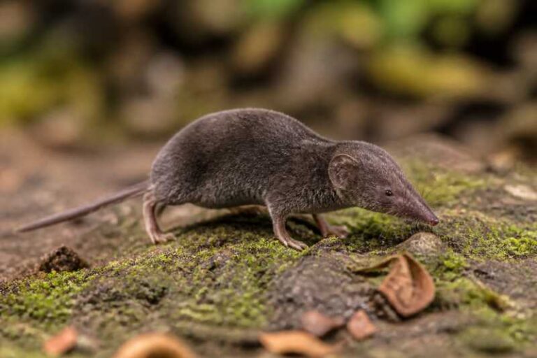 Image of a Talamancan Broad-clawed Shrew in its natural habitat