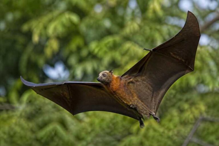 Image of a Talaud Flying Fox in its natural habitat