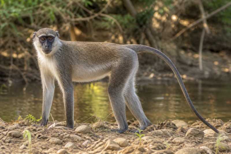 Image of a Tana River Mangabey in its natural habitat