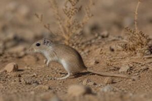 Image of a Tarabul Gerbil in its natural habitat