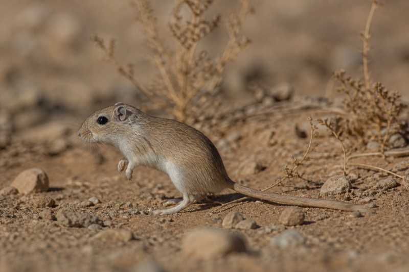 Image of a Tarabul Gerbil in its natural habitat