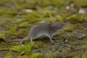 Image of a Tarella White-toothed Shrew in its natural habitat
