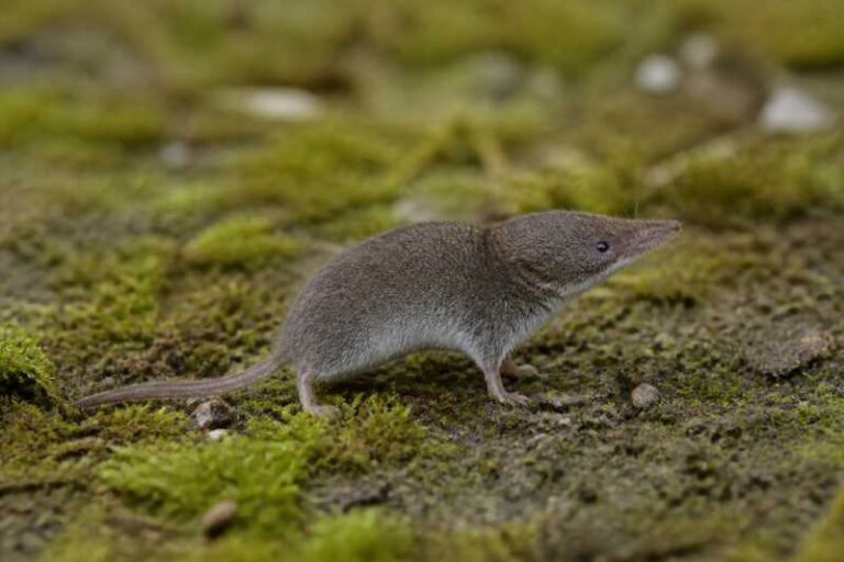 Image of a Tarella White-toothed Shrew in its natural habitat