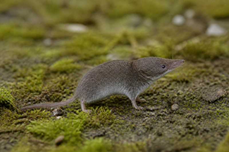 Image of a Tarella White-toothed Shrew in its natural habitat