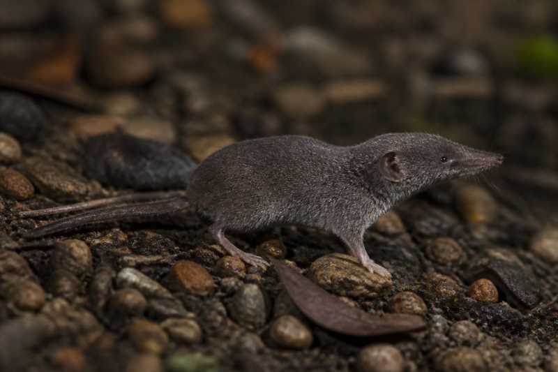 Image of a Telford's White-toothed Shrew in its natural habitat
