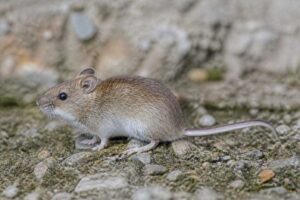 Image of a Terskey Birch Mouse in its natural habitat