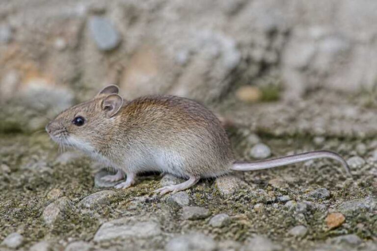 Image of a Terskey Birch Mouse in its natural habitat