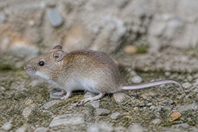Image of a Terskey Birch Mouse in its natural habitat