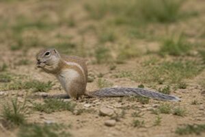 Image of a Texas Antelope Squirrel in its natural habitat