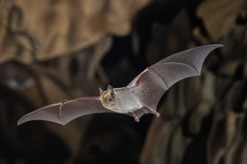 Image of a Thailand Horseshoe Bat in its natural habitat