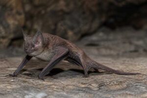 Image of a Theobald's Tomb Bat in its natural habitat