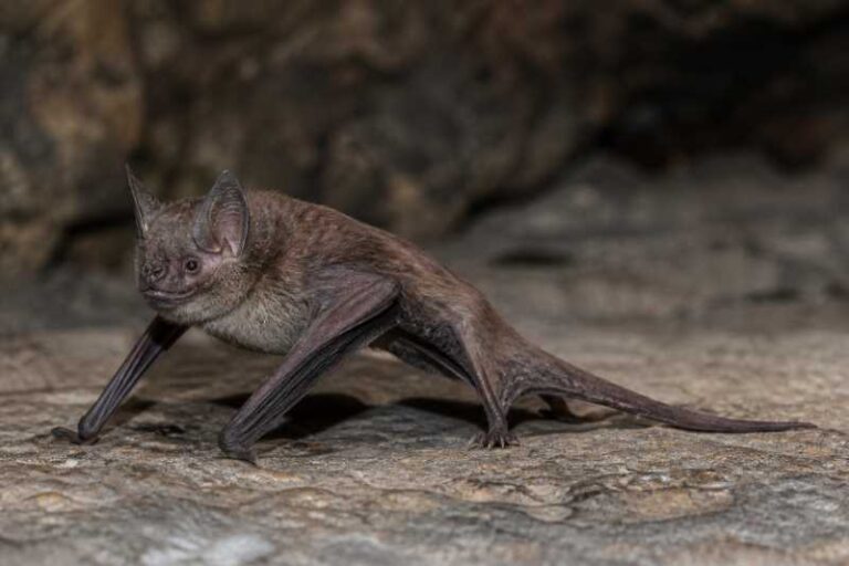 Image of a Theobald's Tomb Bat in its natural habitat