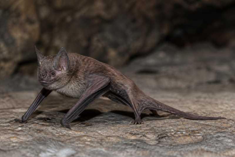 Image of a Theobald's Tomb Bat in its natural habitat