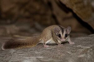 Image of a Thick-tailed African Dormouse in its natural habitat