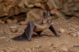 Image of a Thomas's Big-eared Brown Bat in its natural habitat
