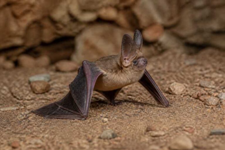Image of a Thomas's Big-eared Brown Bat in its natural habitat