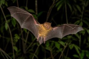 Image of a Thomas's Broad-nosed Bat in its natural habitat
