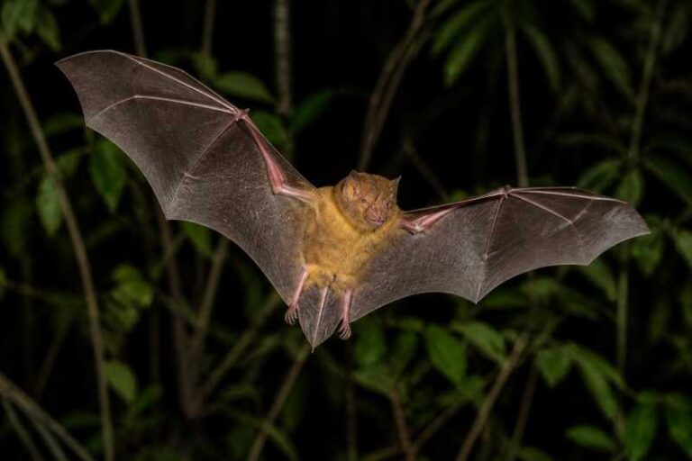 Image of a Thomas's Broad-nosed Bat in its natural habitat