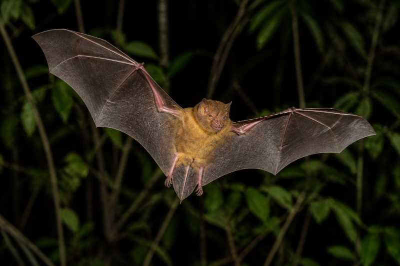 Image of a Thomas's Broad-nosed Bat in its natural habitat