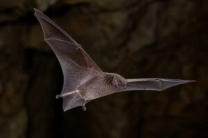 Image of a Thomas's Mastiff Bat in its natural habitat