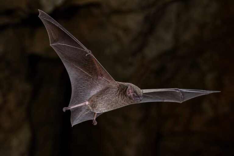 Image of a Thomas's Mastiff Bat in its natural habitat