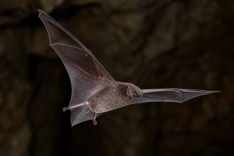 Image of a Thomas's Mastiff Bat in its natural habitat