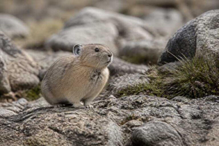 Image of a Thomas's Pika in its natural habitat