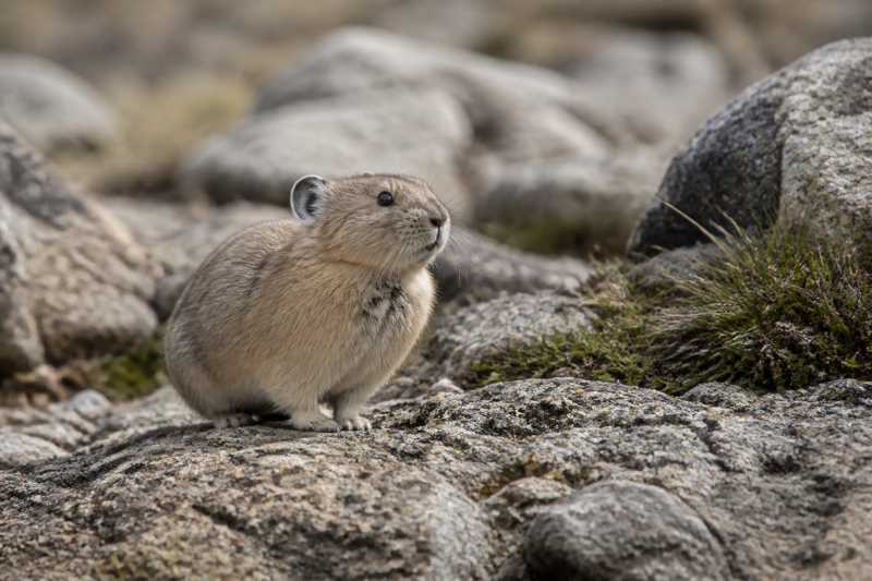 Image of a Thomas's Pika in its natural habitat