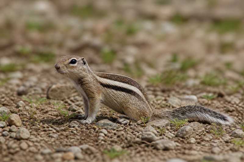 Image of a Three-striped Ground Squirrel in its natural habitat