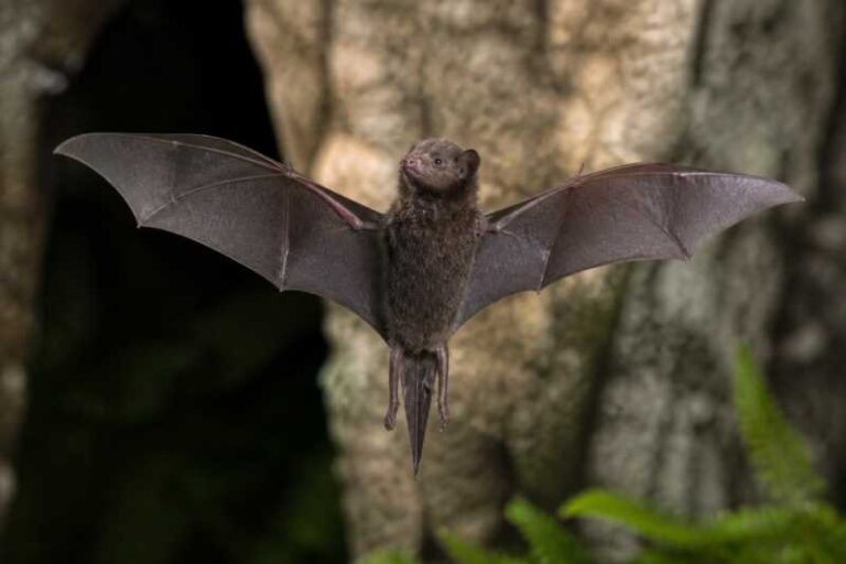 Image of a Thumbless Bat in its natural habitat