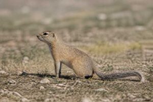 Image of a Tian Shan Ground Squirrel in its natural habitat