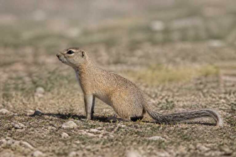 Image of a Tian Shan Ground Squirrel in its natural habitat