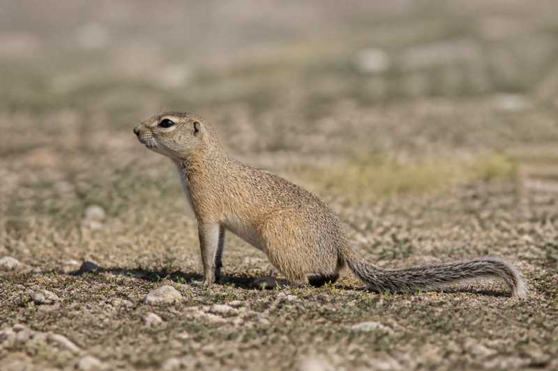 Image of a Tian Shan Ground Squirrel in its natural habitat