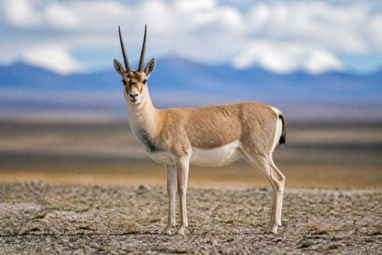 Image of a Tibetan Gazelle in its natural habitat