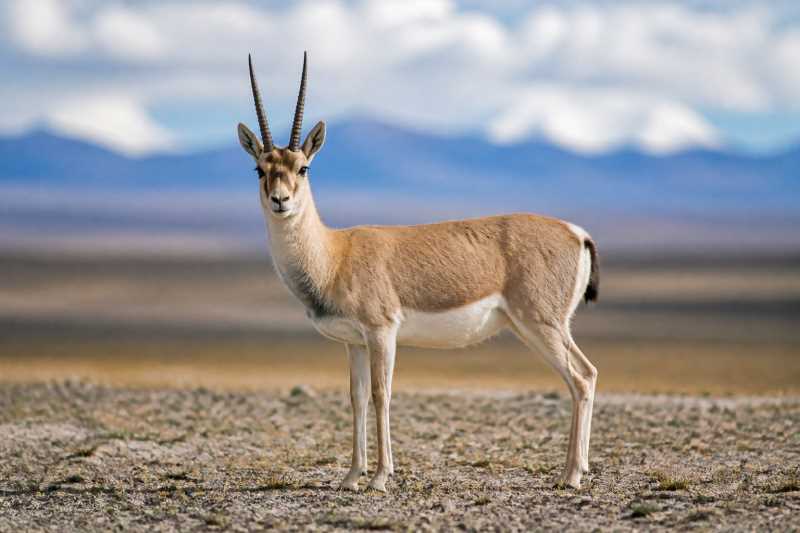 Image of a Tibetan Gazelle in its natural habitat