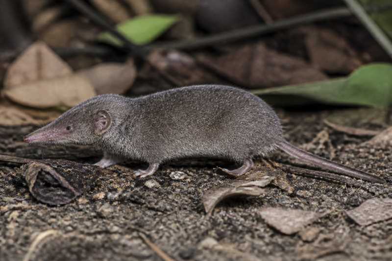 Image of a Timor White-toothed Shrew in its natural habitat
