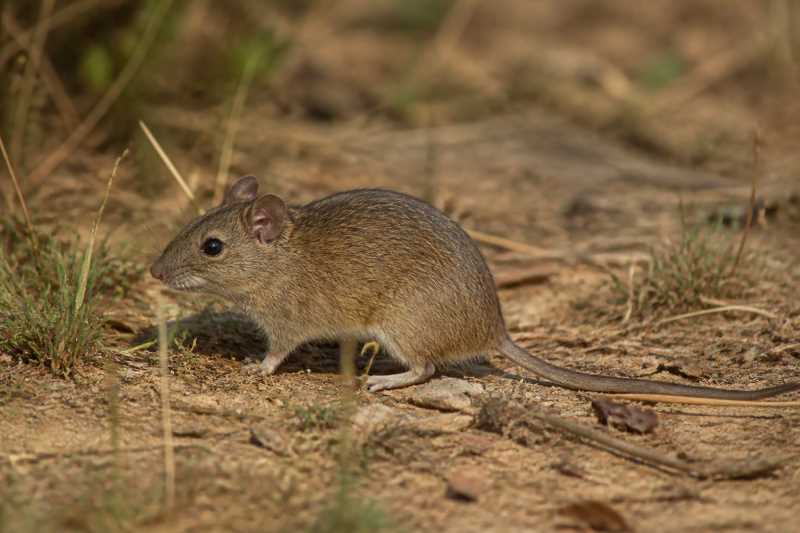 Image of a Tocantins Vesper Mouse in its natural habitat