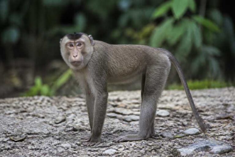 Image of a Tonkean Macaque in its natural habitat