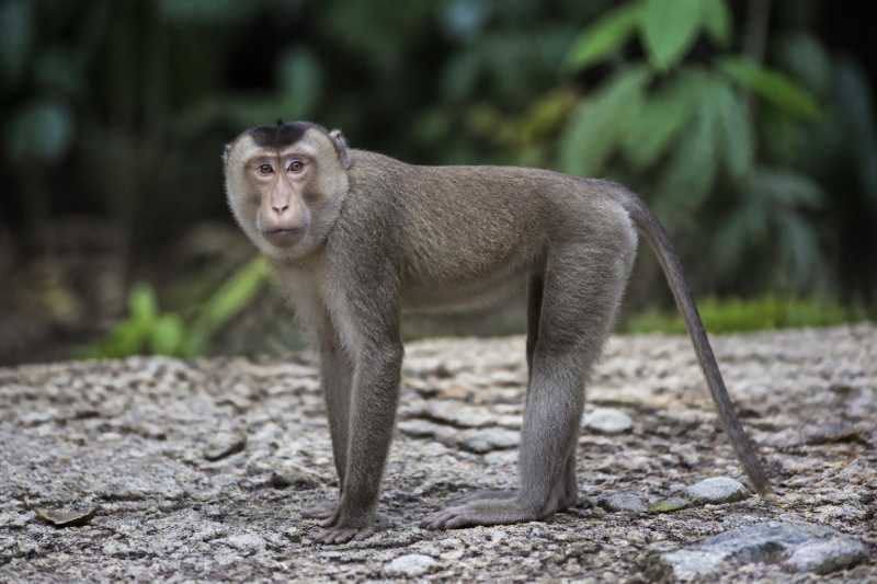 Image of a Tonkean Macaque in its natural habitat