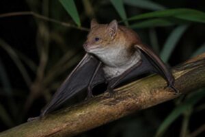 Image of a Tonkin Greater Bamboo Bat in its natural habitat