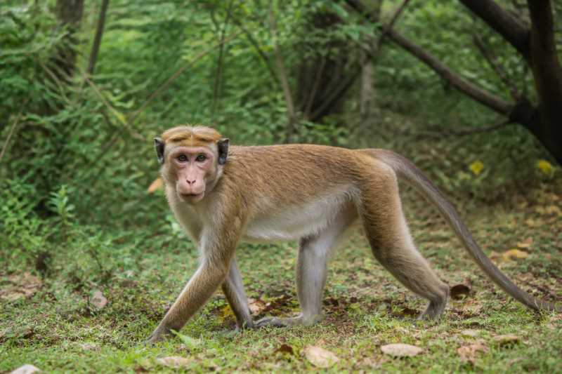 Image of a Toque Macaque in its natural habitat